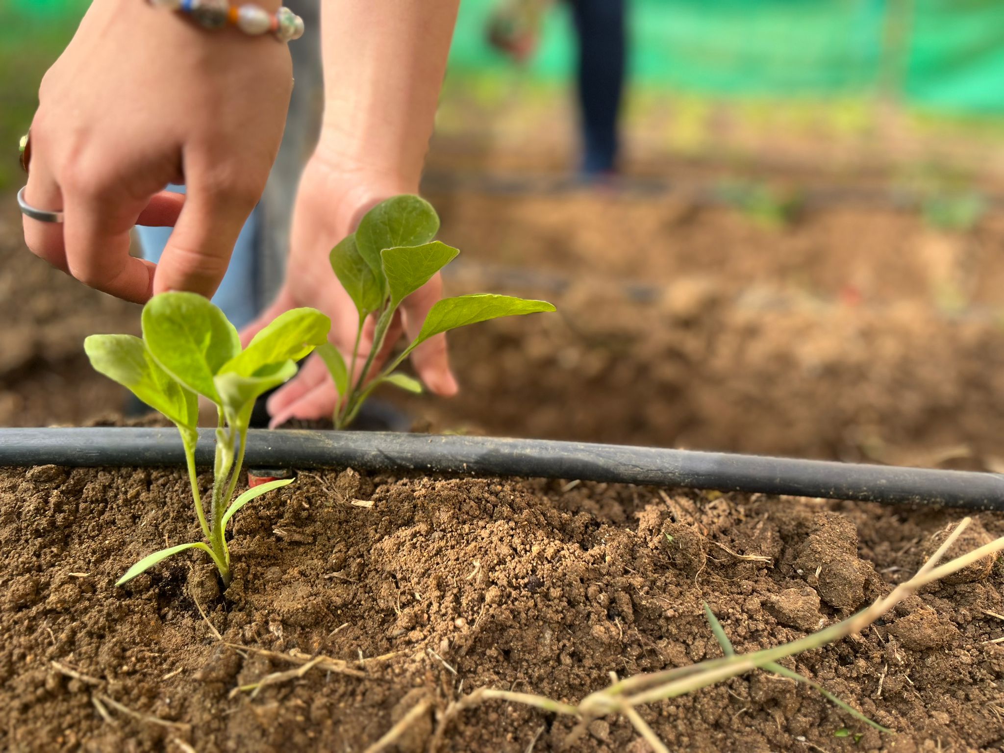 Imagen en la que se aprecian las manos de una persona plantando y cuidando plantas